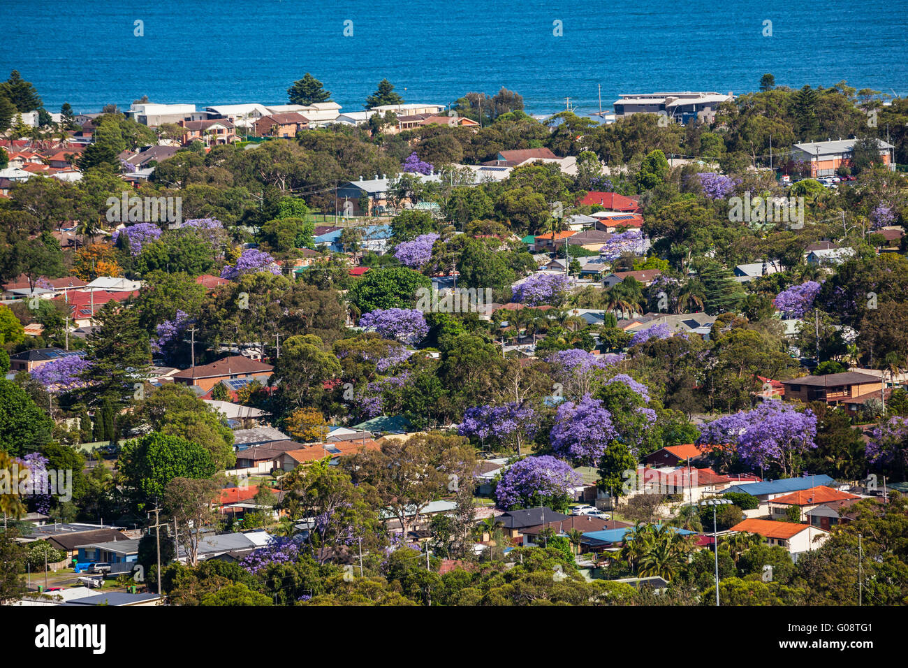 L'Australie, Nouvelle Galles du Sud, Côte Centrale, vue d'Umnina Beach parsemée en violet-bleu pendant la saison de floraison Jacaranda Banque D'Images