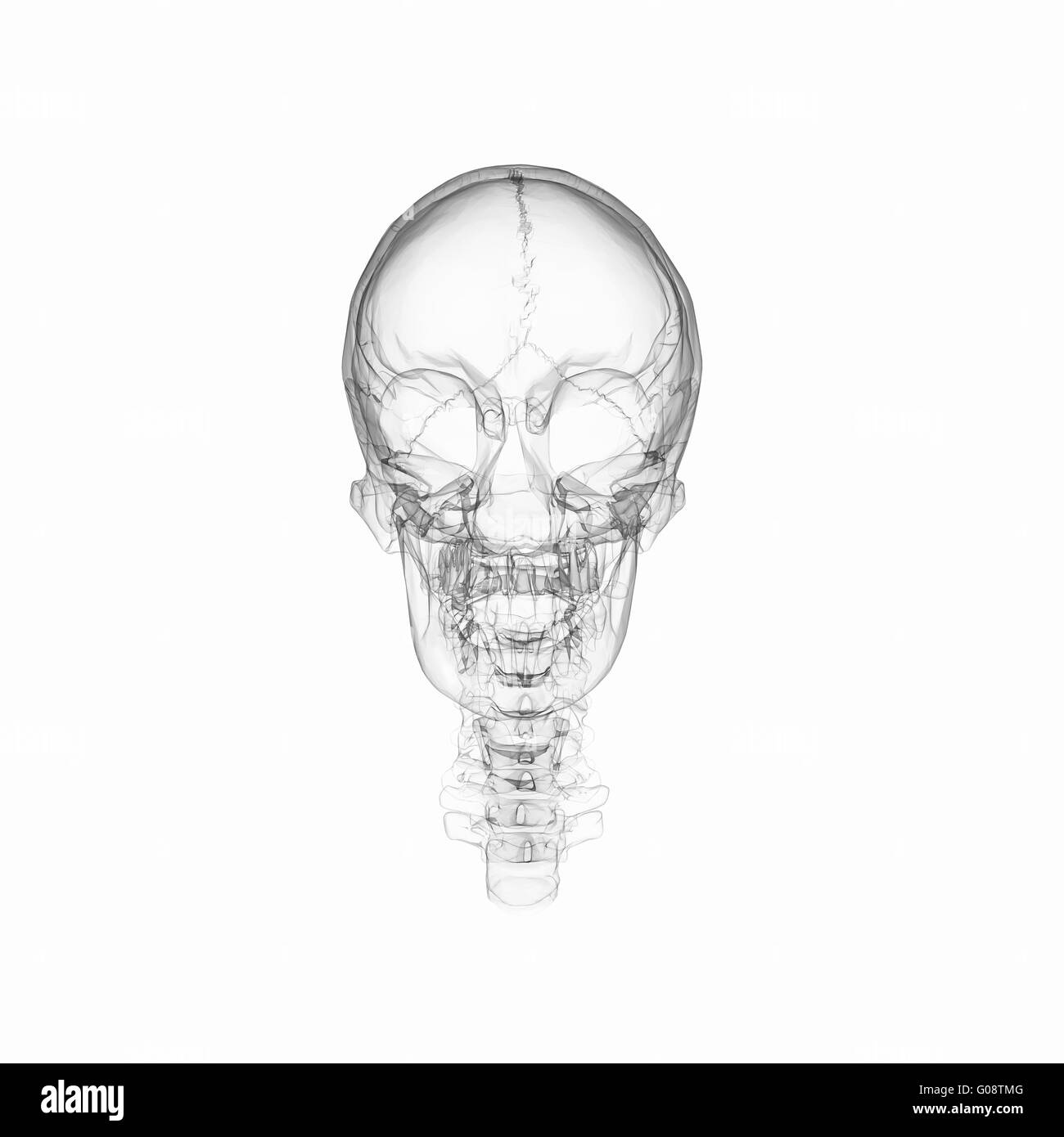 Crâne humain Banque D'Images