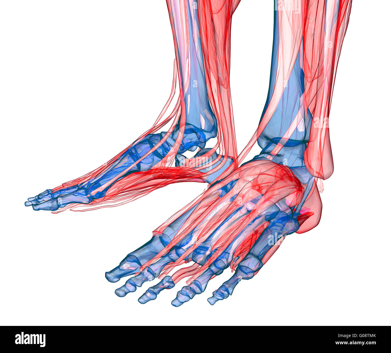 Anatomie du pied et de la jambe Banque D'Images