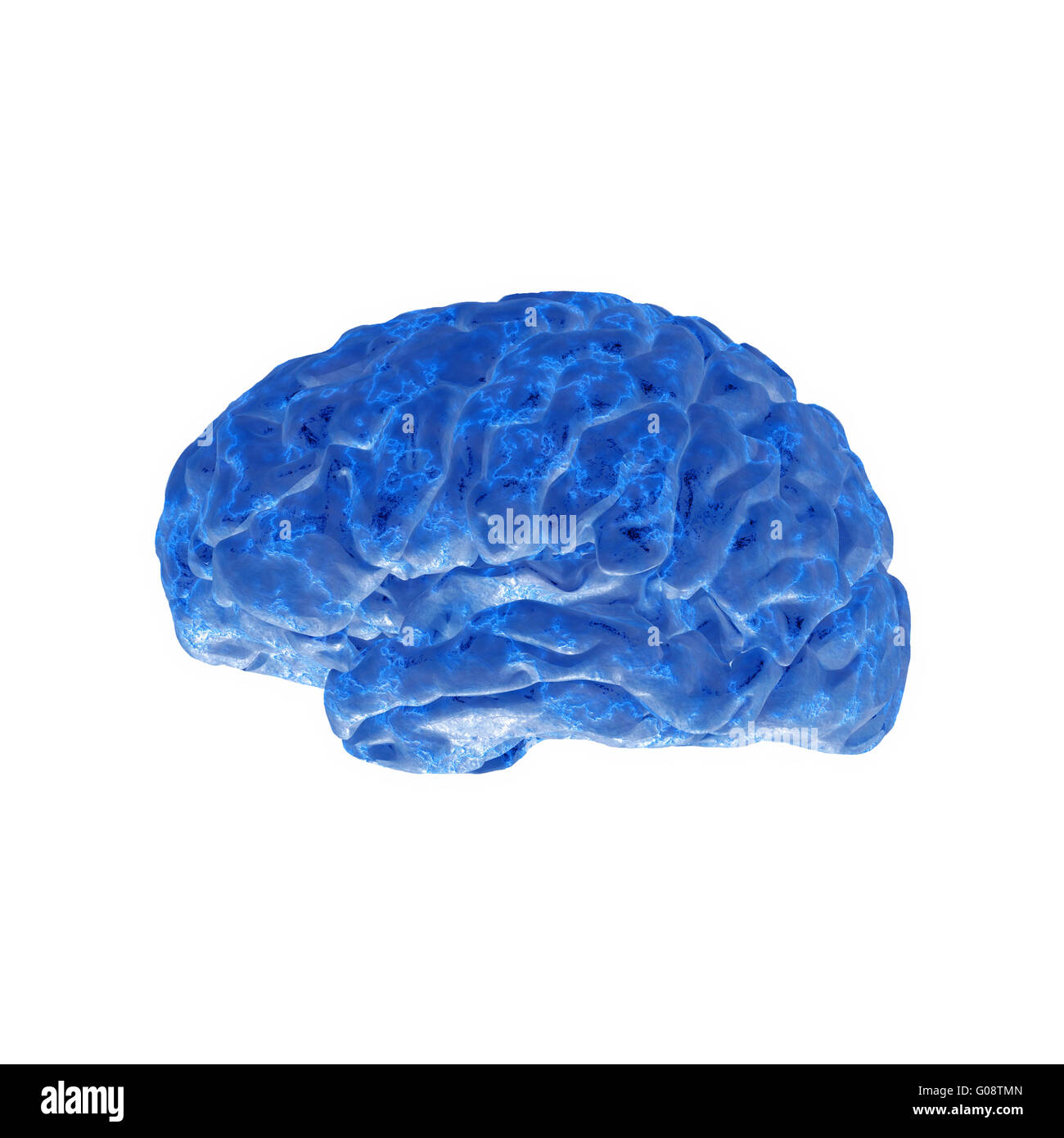 cerveau humain Banque D'Images