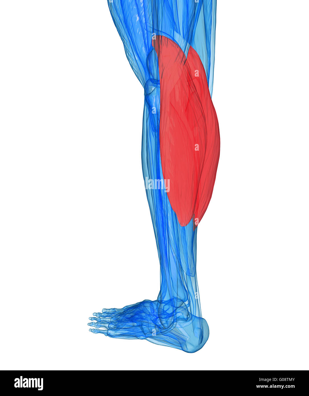Veaux - Muscles anatomie Banque D'Images