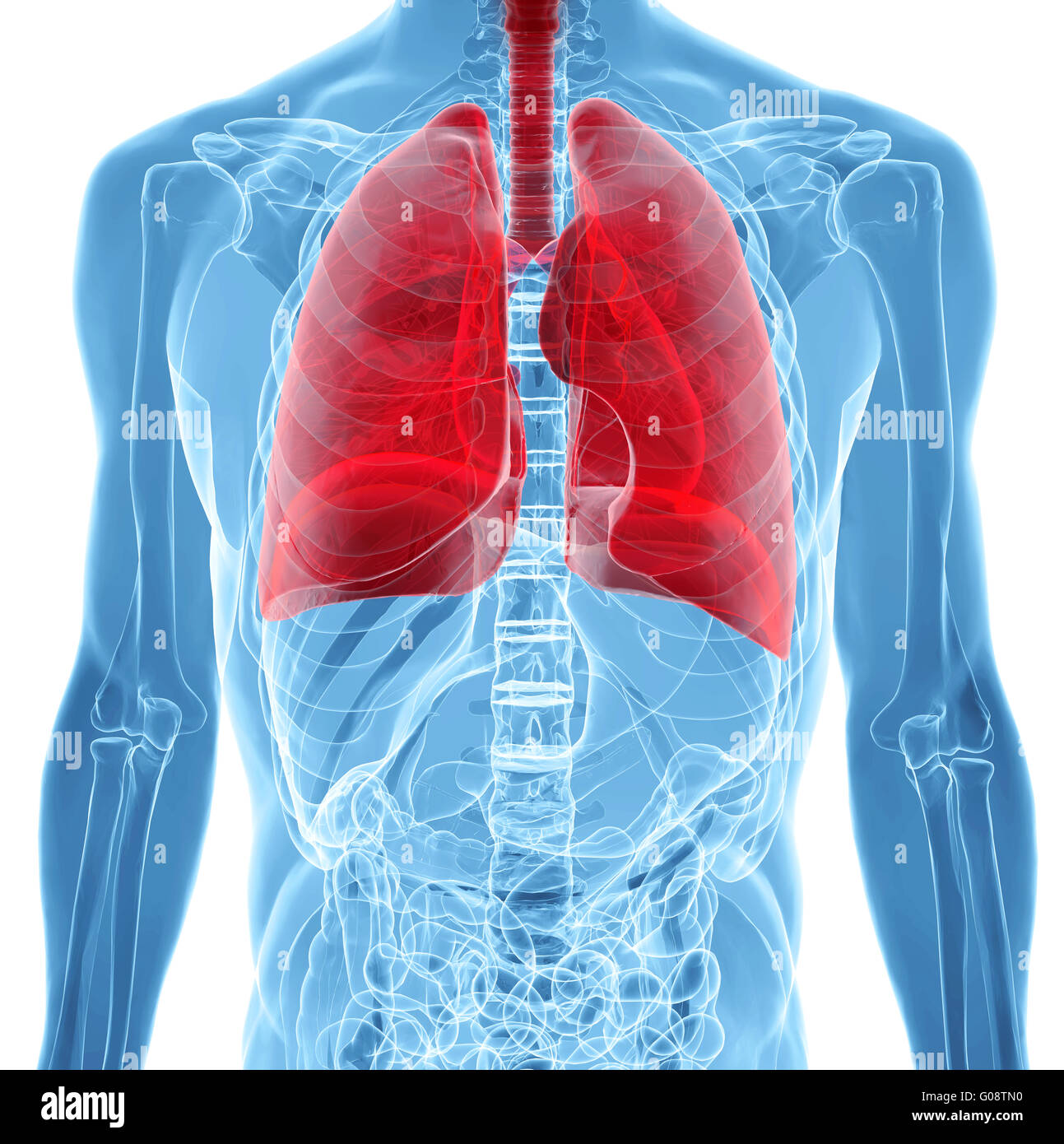 Anatomie de poumons humains dans la vue x-ray Banque D'Images