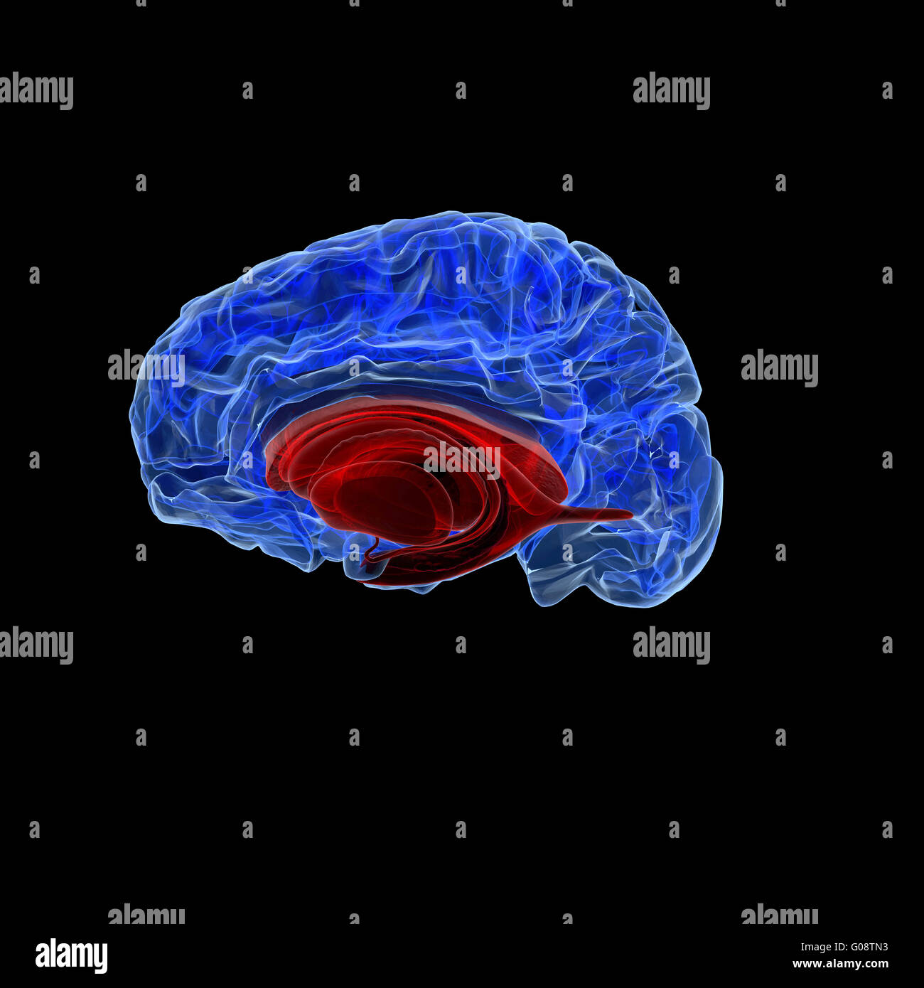 Blue x-ray de cerveau humain Banque D'Images
