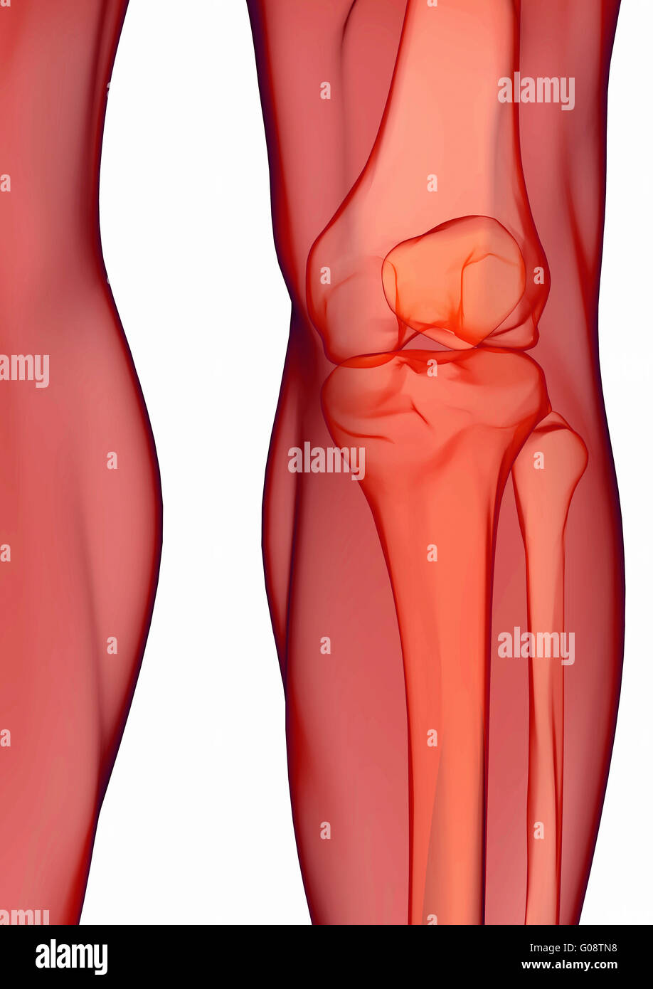 Anatomie du genou humain Banque D'Images