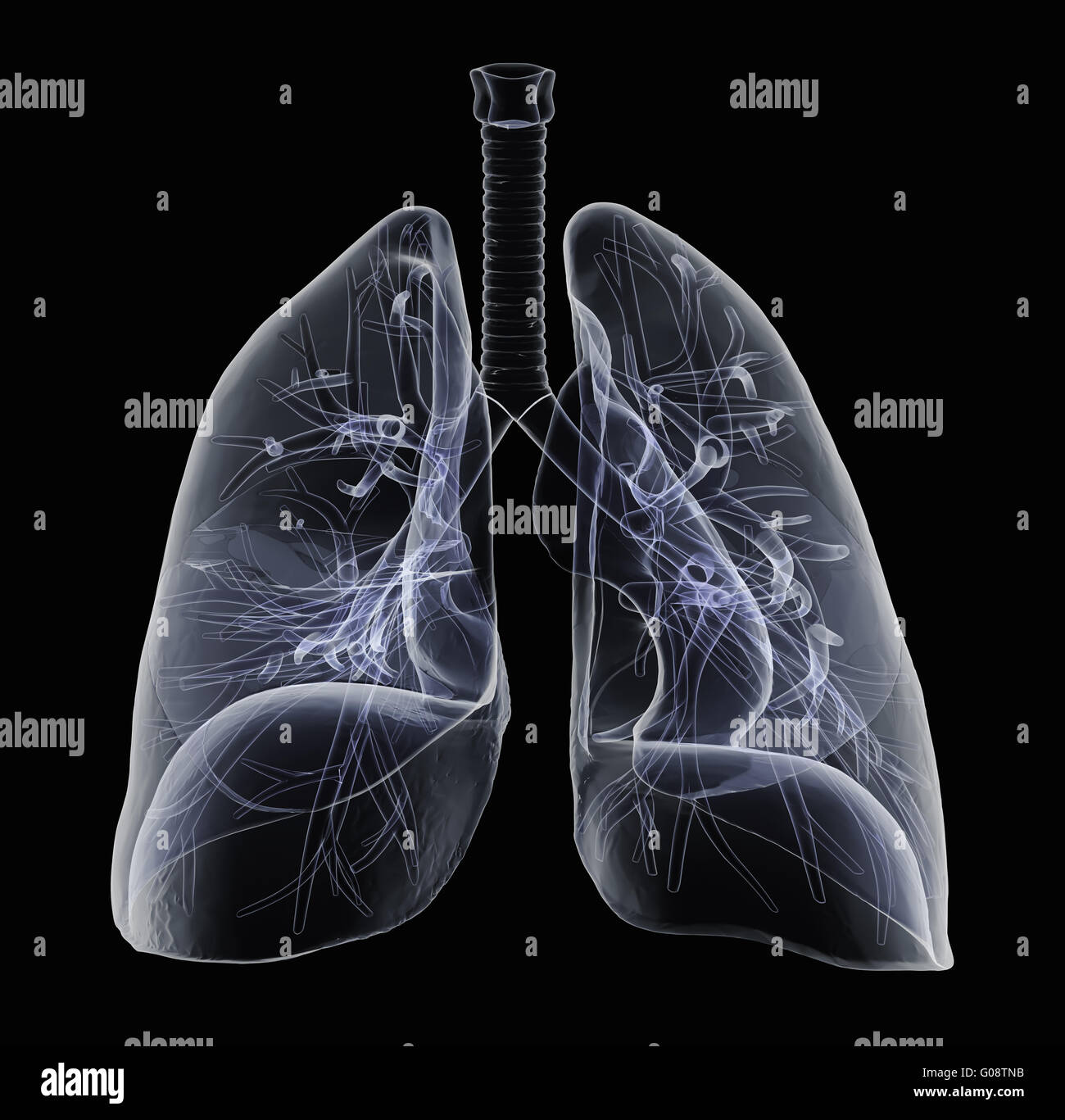 X-Ray de poumons humains Banque D'Images