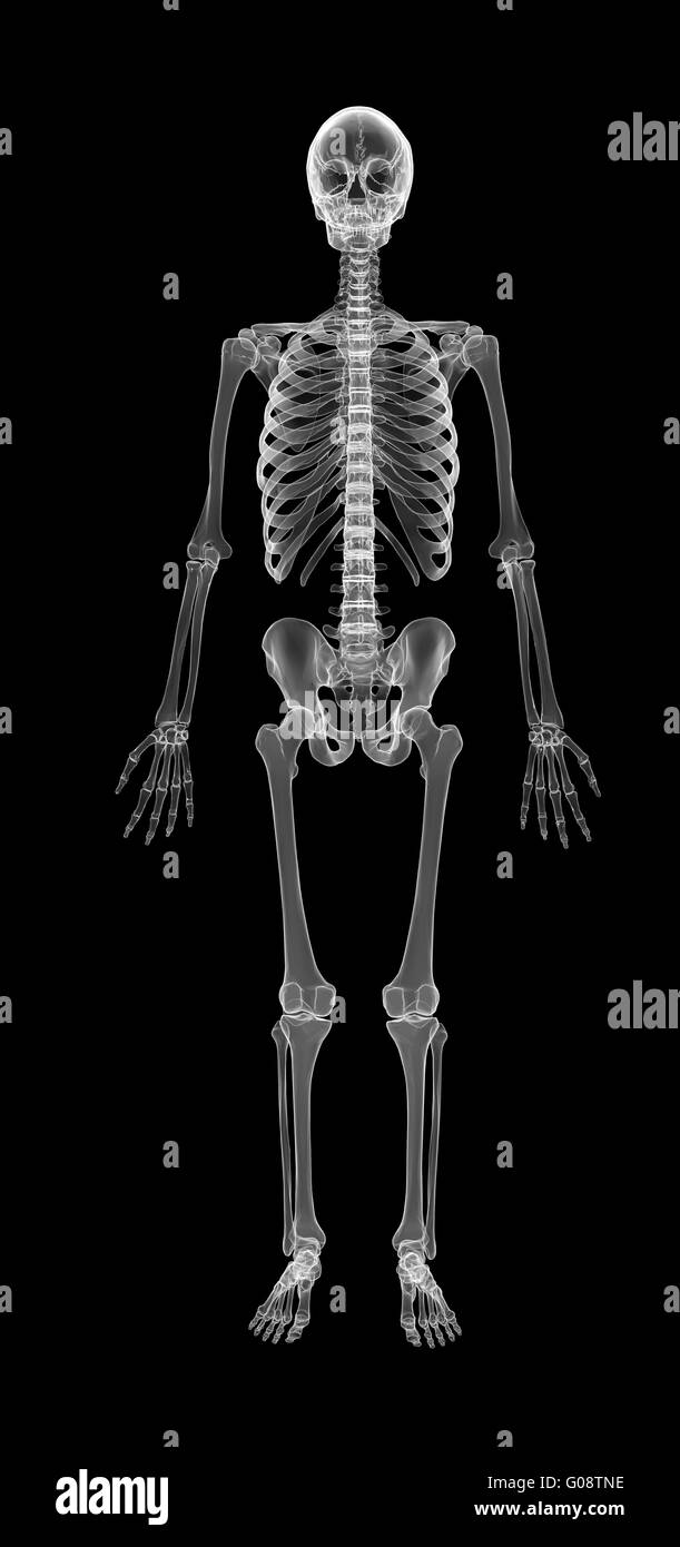 squelette humain Banque D'Images