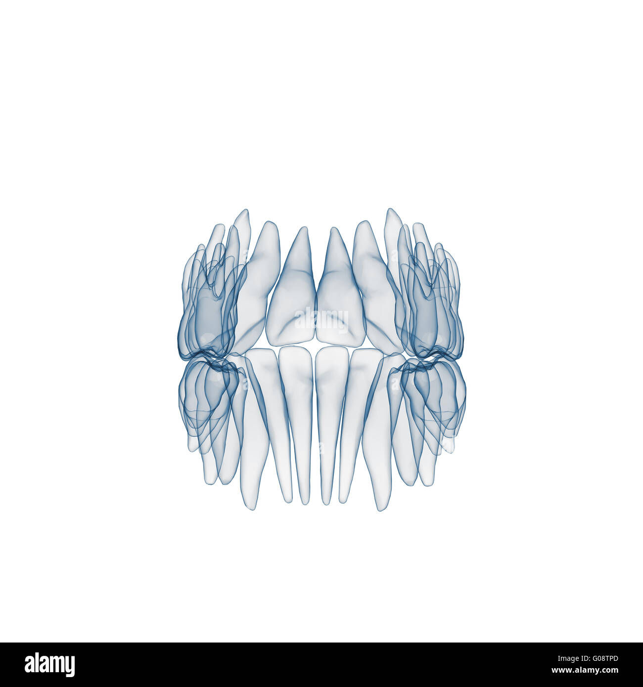 X-ray de dents humaines Banque D'Images