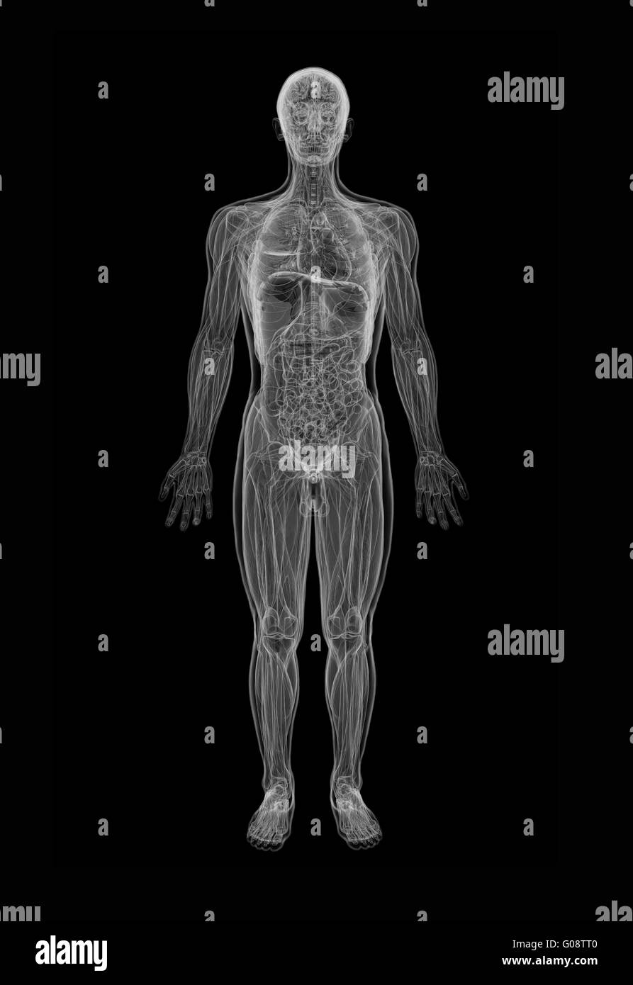 Anatomie humaine Banque D'Images