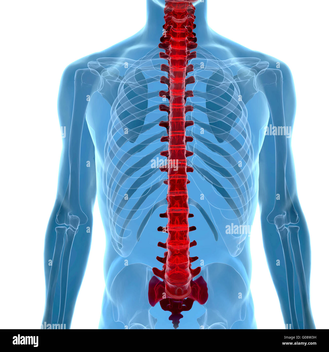 Anatomie de la colonne vertébrale dans la vue x-ray Banque D'Images