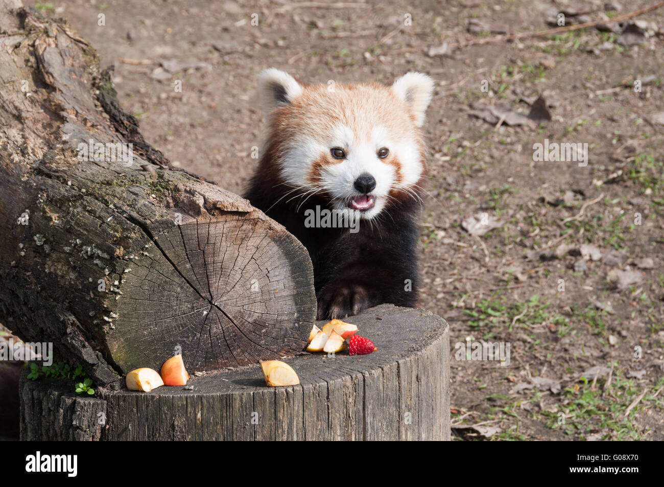 Le panda rouge (Ailurus fulgens) bénéficiant d'un snack, le zoo de Bratislava, Slovaquie Banque D'Images