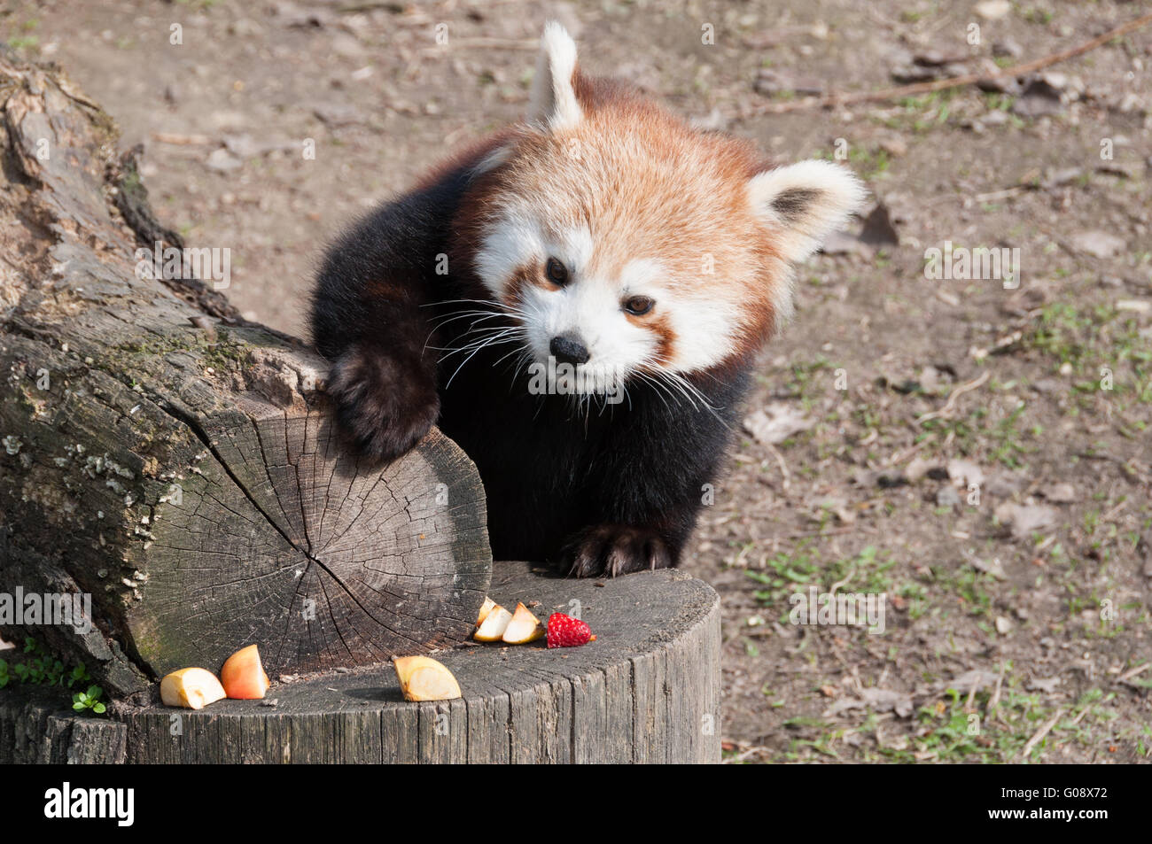 Le panda rouge (Ailurus fulgens) bénéficiant d'un snack, le zoo de Bratislava, Slovaquie Banque D'Images