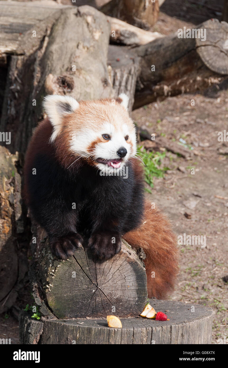 Le panda rouge (Ailurus fulgens) bénéficiant d'un snack, le zoo de Bratislava, Slovaquie Banque D'Images