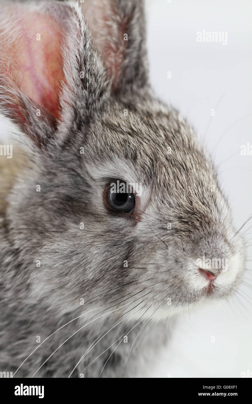 Lapin lapin gris isolé sur fond blanc Banque D'Images