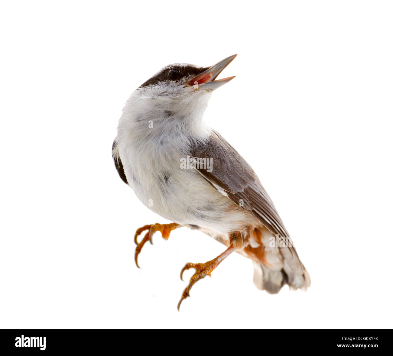 Oiseau isolé sur un fond blanc. Casse-Noisette Banque D'Images