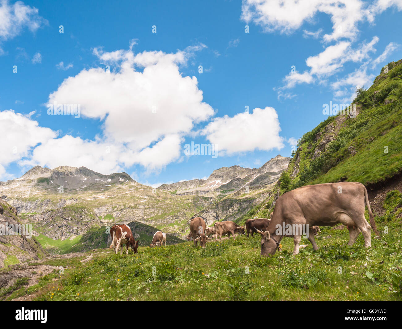 Un groupe de vaches mangent de l'herbe dans les Alpes suisses, près de Robiei lake au Tessin, Suisse Banque D'Images