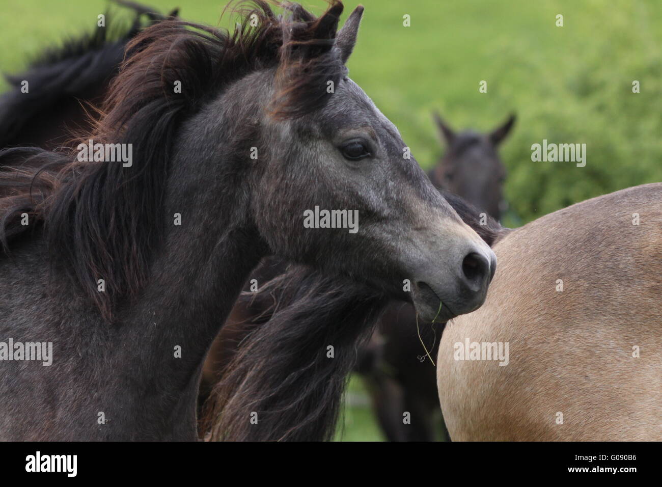 Troupeau de jeunes étalons poney Connemara Banque D'Images