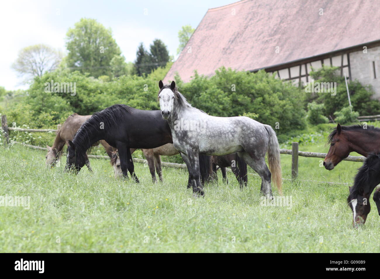 Troupeau de jeunes étalons poney Connemara Banque D'Images