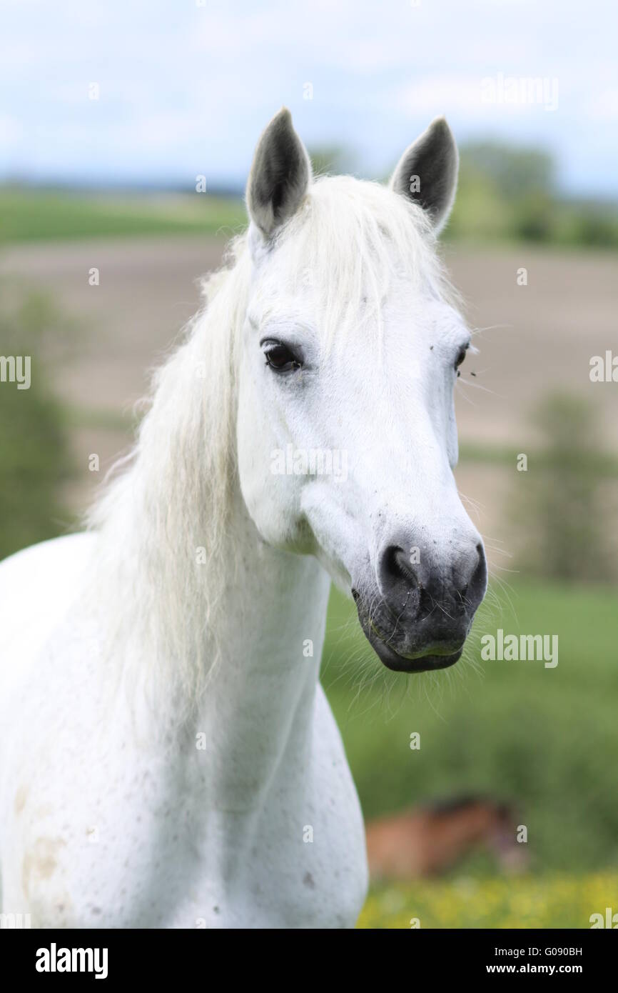 Connemarapony Mare Banque D'Images