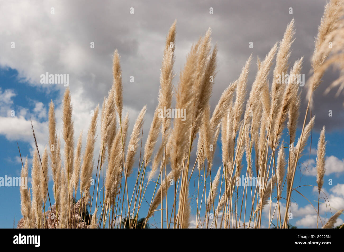 Touffe d'herbe de la Pampa d'or de floraison Banque D'Images