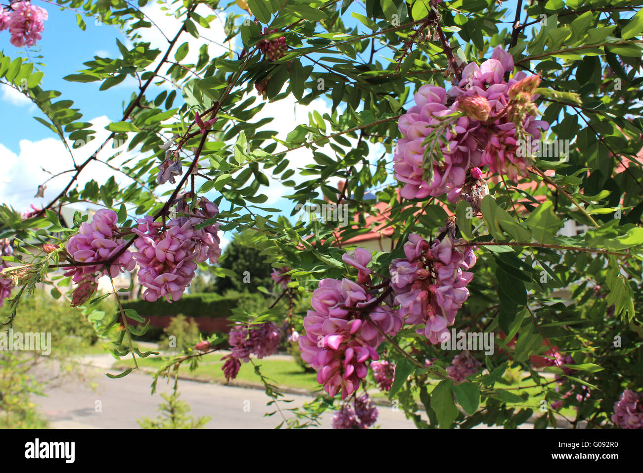 La branche de l'acacia en fleurs fleurs de rose Banque D'Images