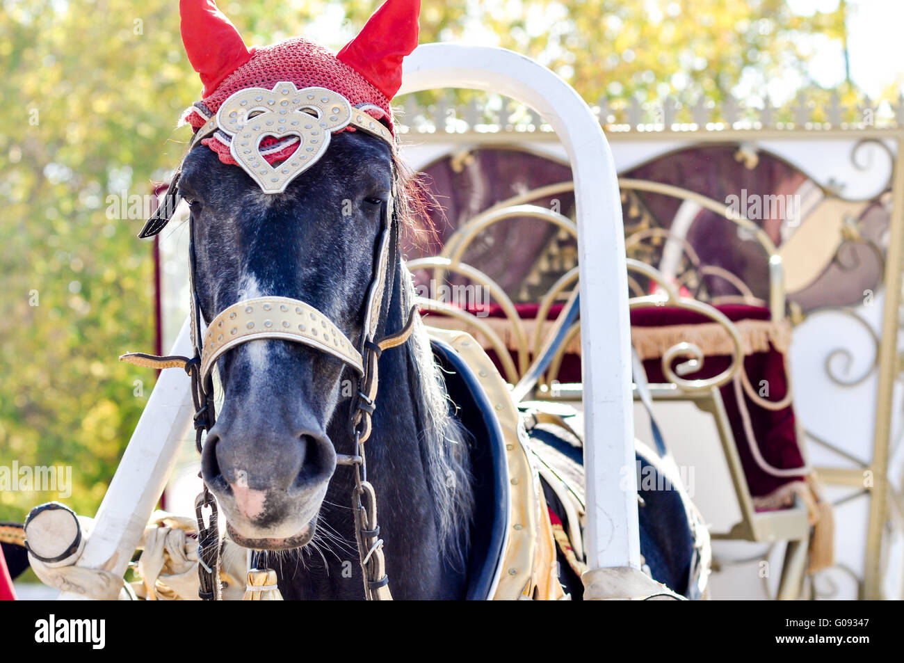 2014 année du cheval, le cheval de mariage Banque D'Images