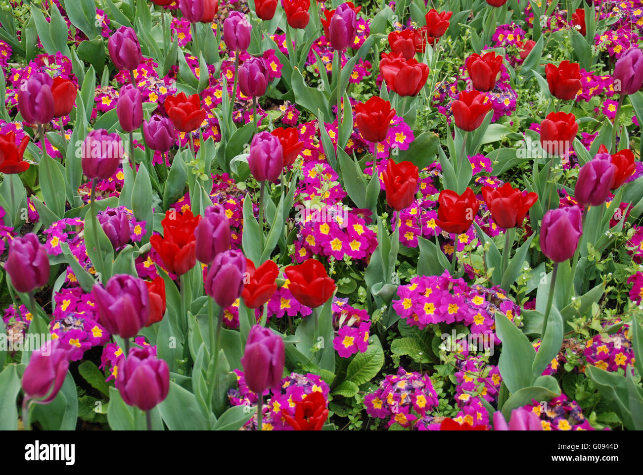 Tulipes violet et rouge Banque D'Images