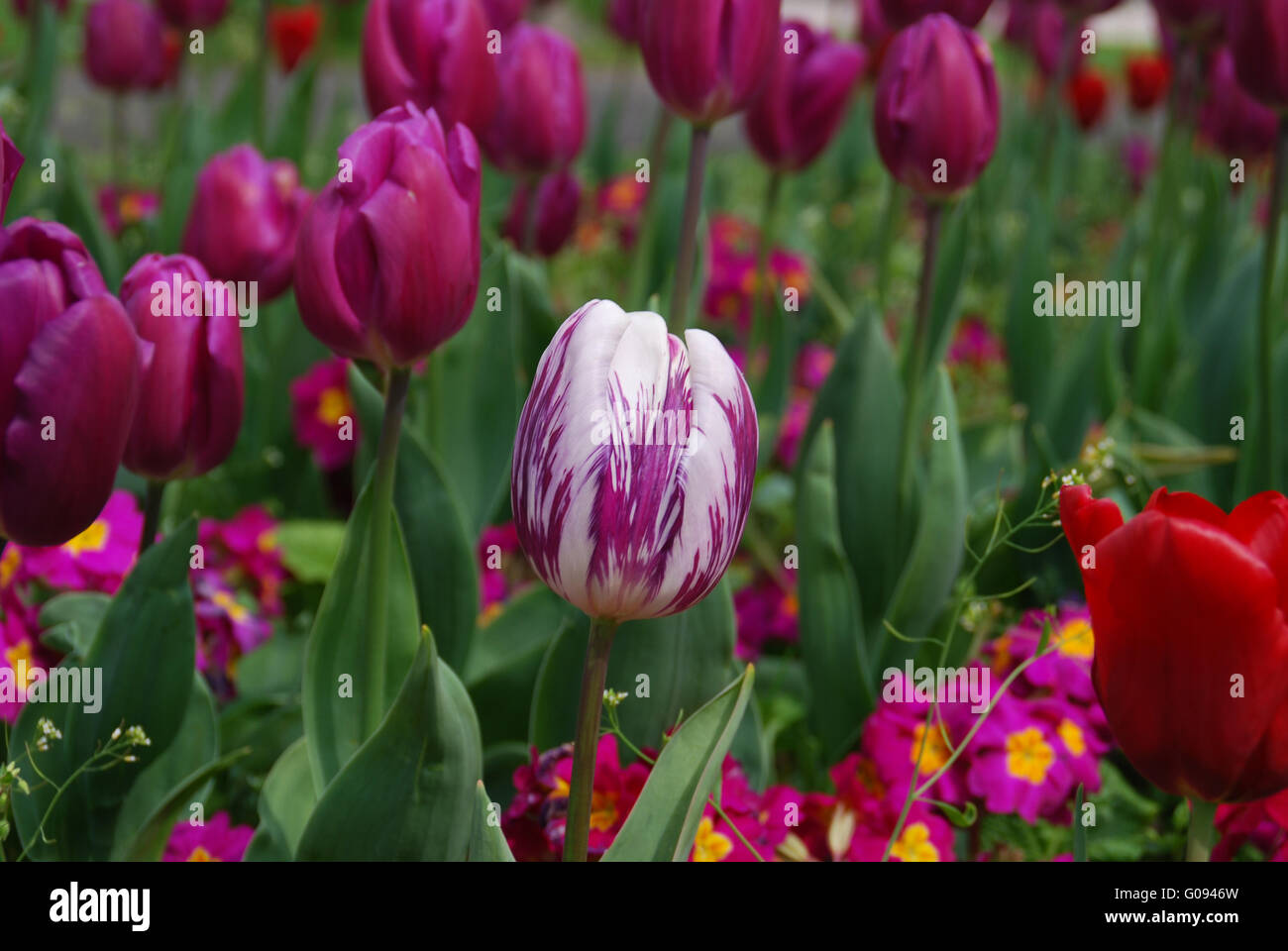 White/purple tulip tulipes violet avec en arrière-plan Banque D'Images