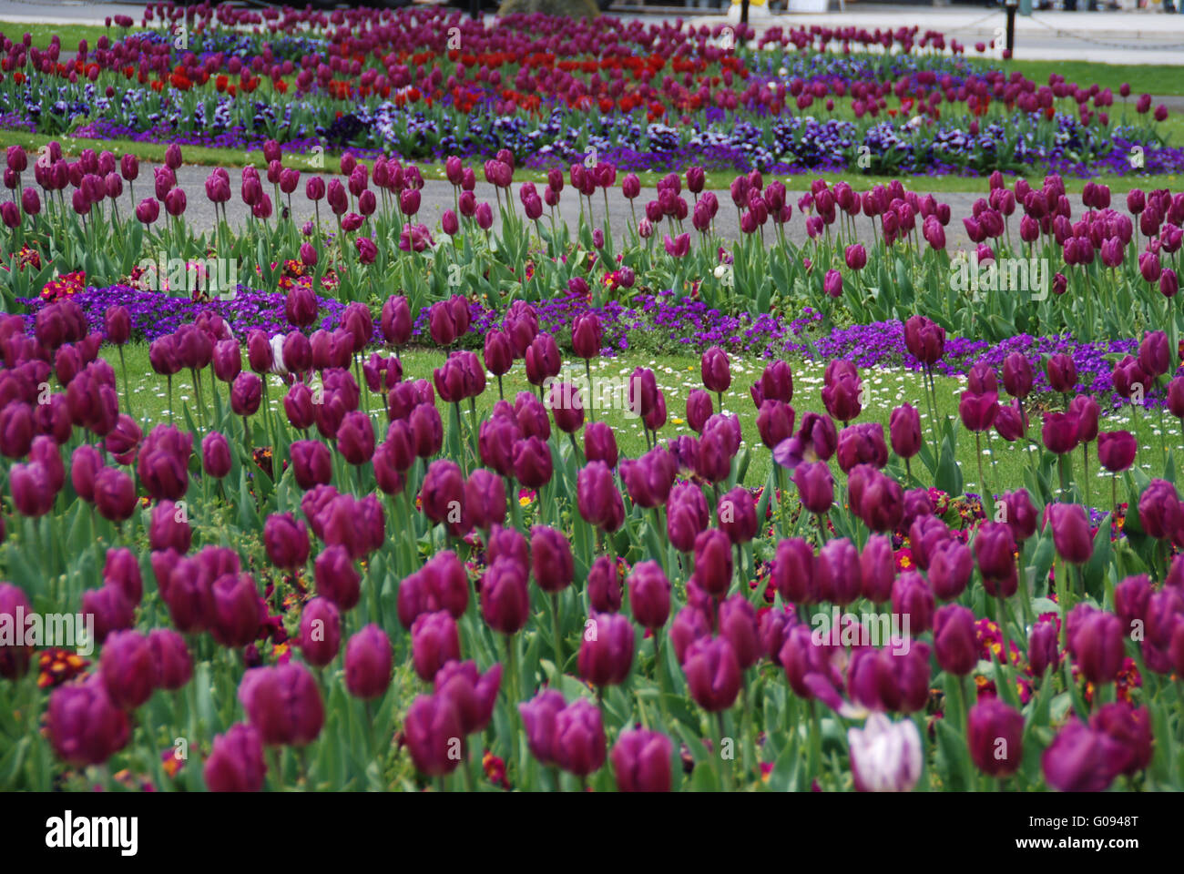 Tulipes pourpres Banque D'Images