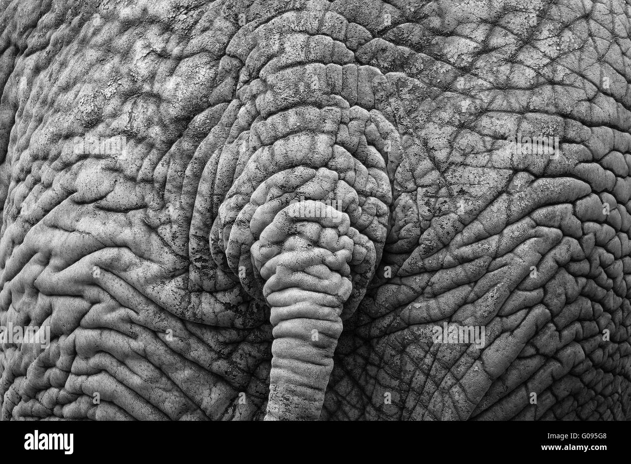 Dos de l'éléphant africain Banque D'Images