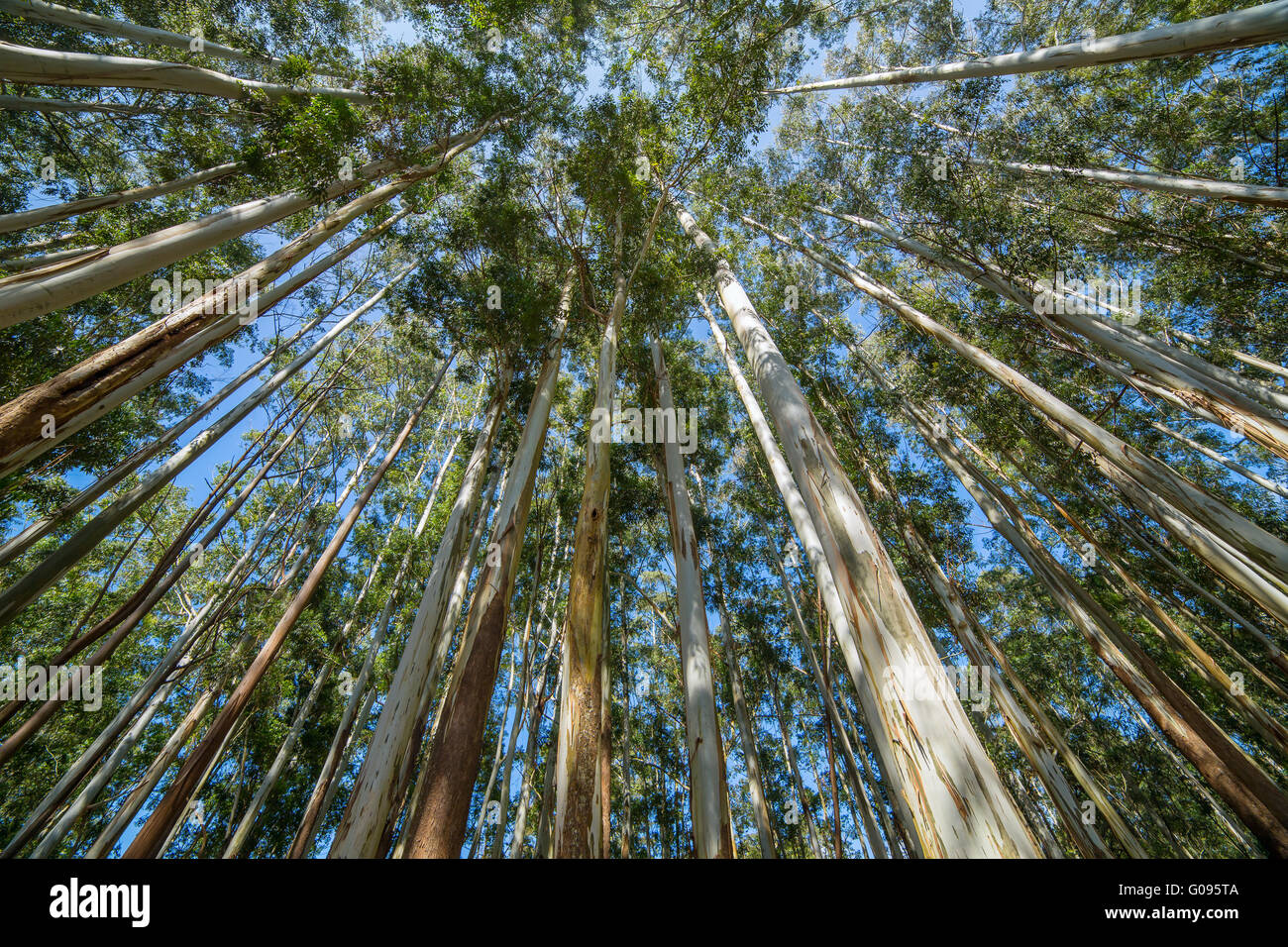 Eucalyptus against sky Banque D'Images