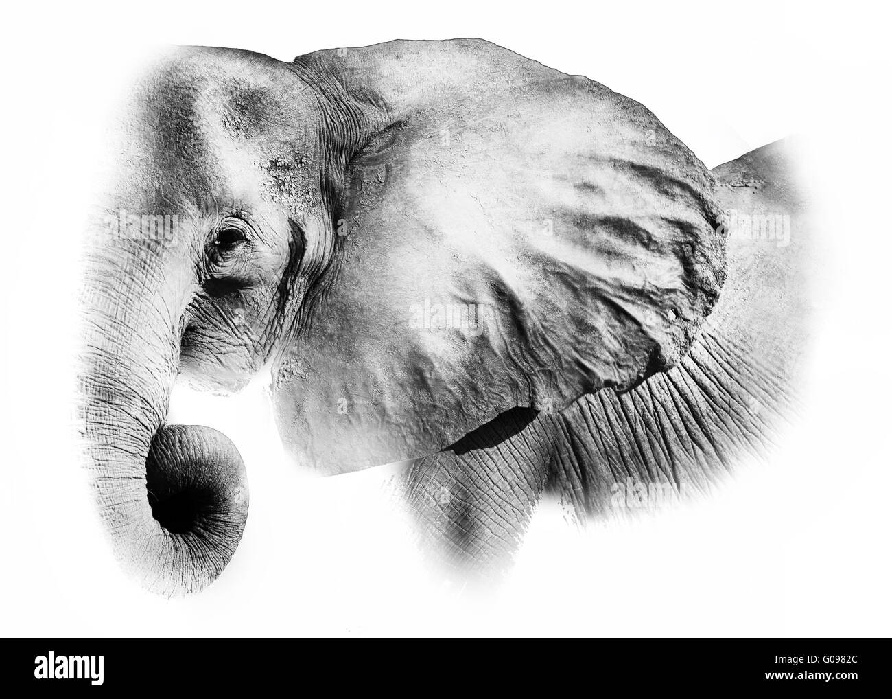 Artistique de l'éléphant d'éditer Banque D'Images