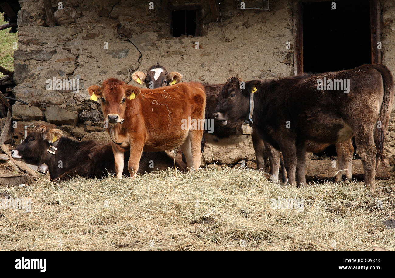 Les vaches en faisant levier sur l'Alp Banque D'Images