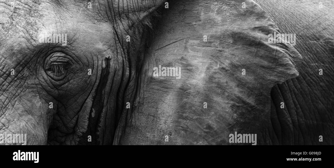 Détail de l’éléphant Banque D'Images