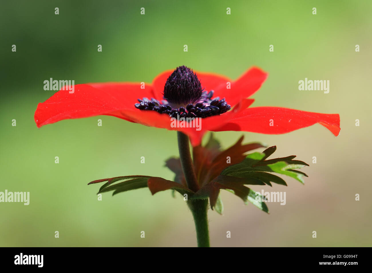 Anemone coronaria , vue de côté Banque D'Images