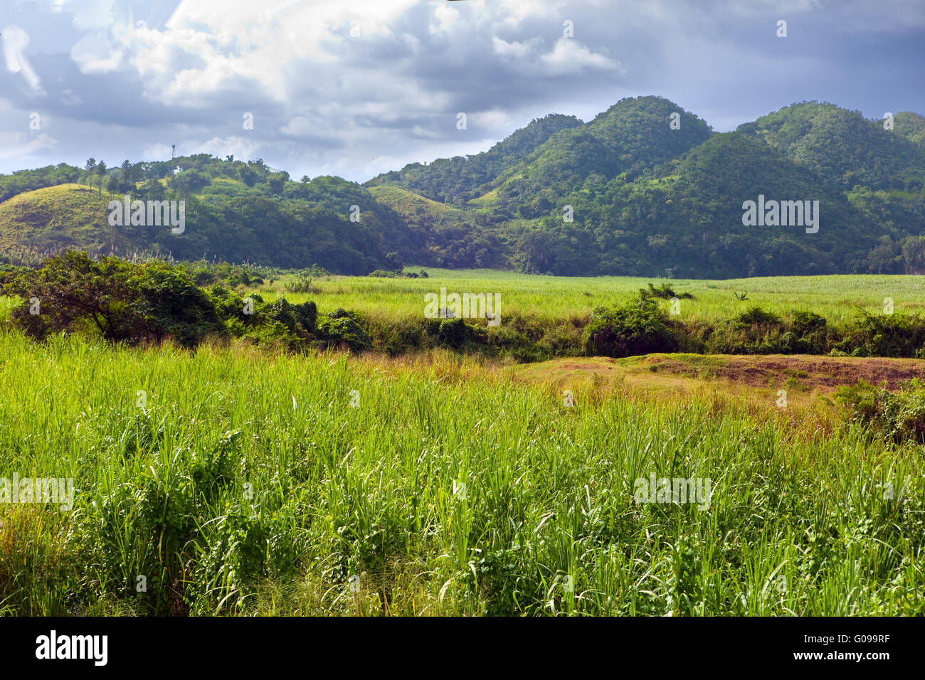 La Jamaïque. La nature tropicale à un pied de la m Nassau Banque D'Images