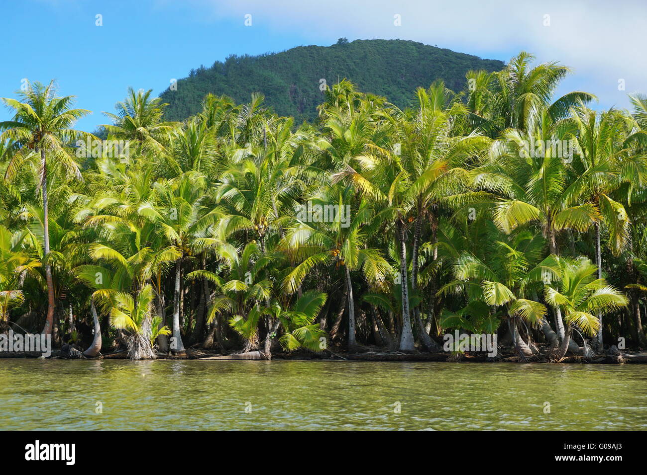 Les cocotiers luxuriants sur la rive du lac Fauna Nui, Maeva, l'île de Huahine, Polynésie Française Banque D'Images