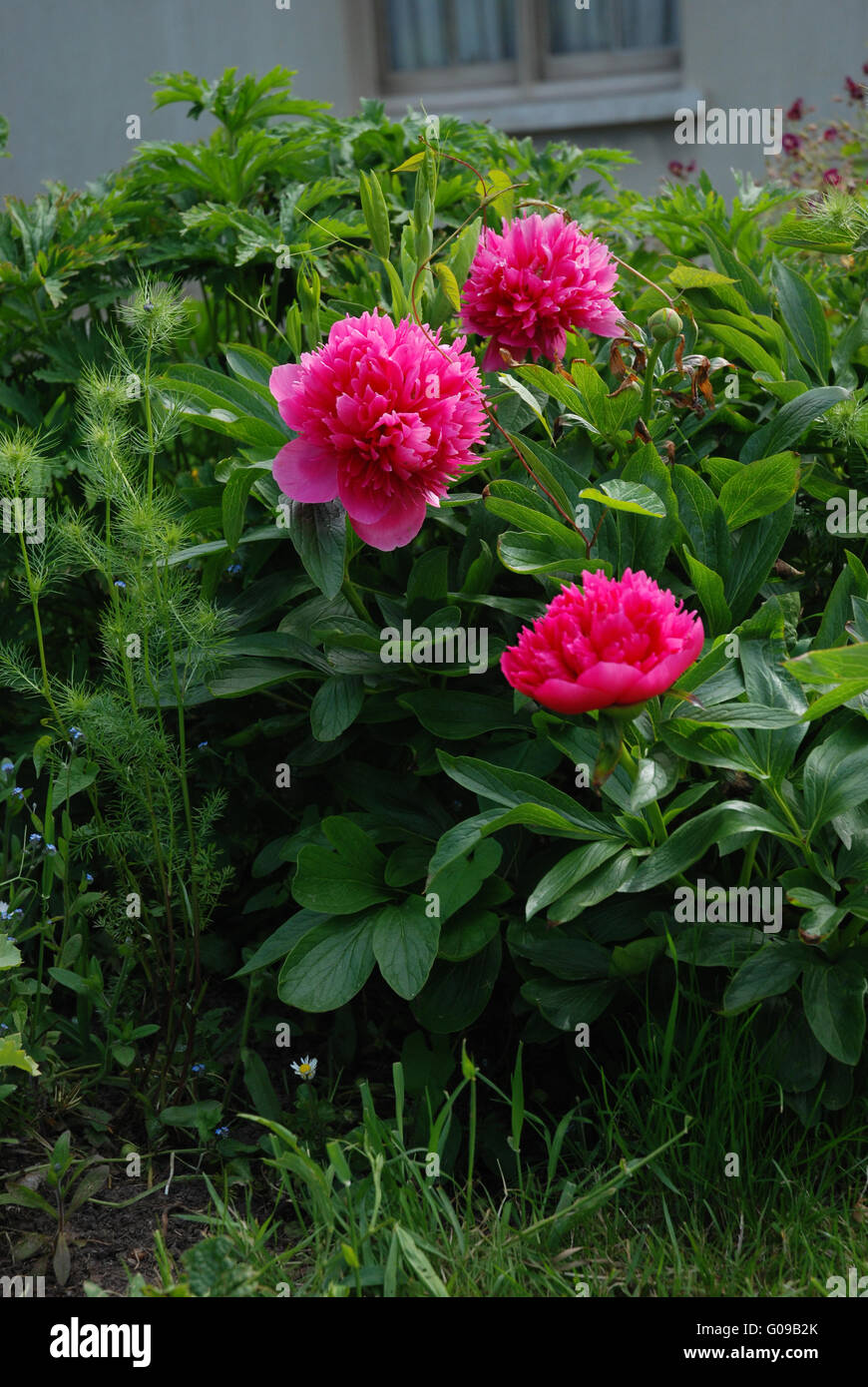 Fleurs de pivoine rose foncé Banque D'Images