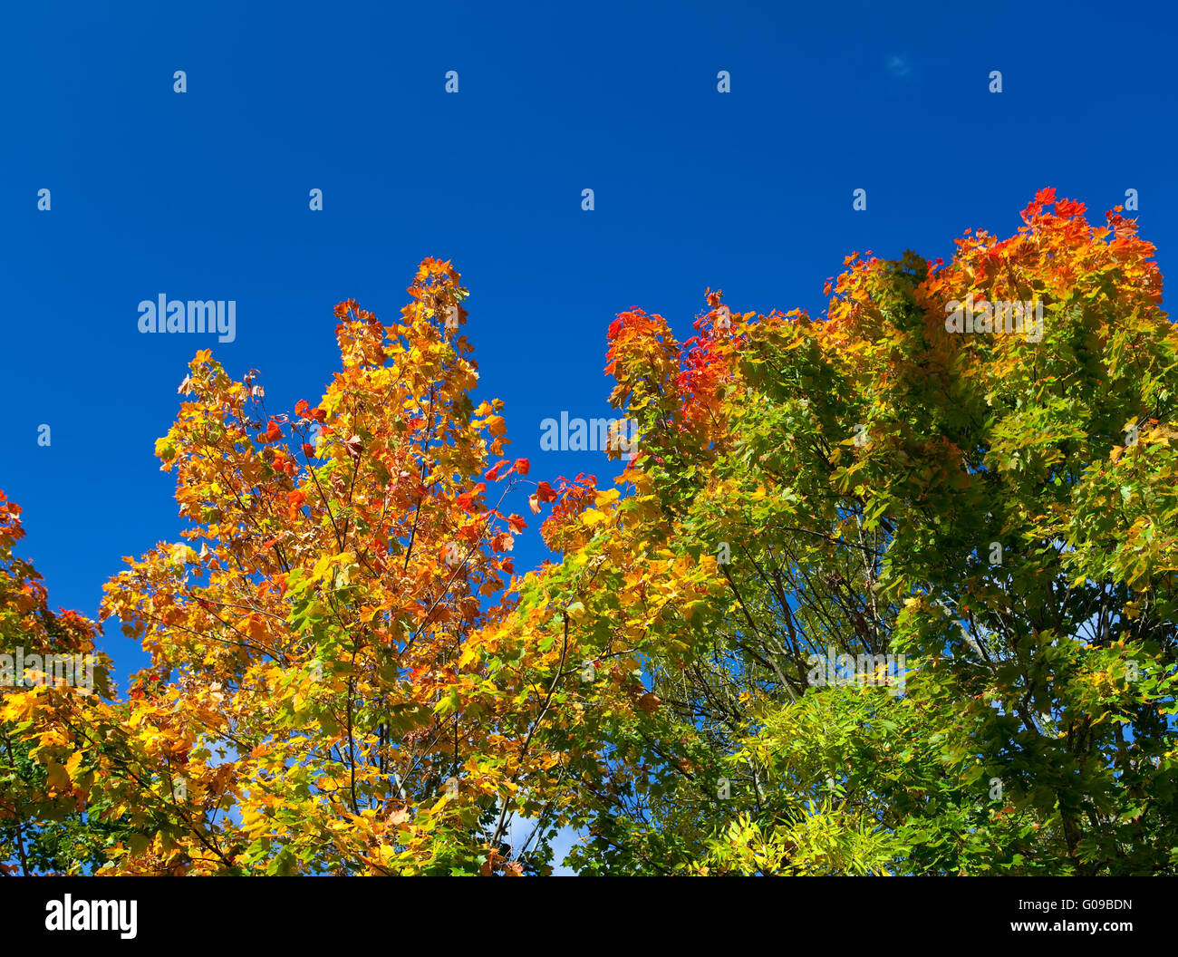 Arbre d'automne avec feuillage lumineux sur un ciel bleu retour Banque D'Images