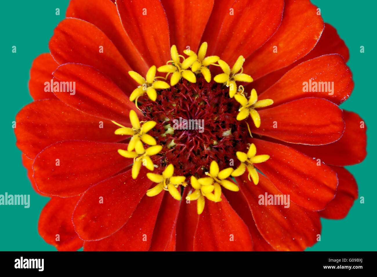Fleur rouge d'une Zinnia Banque D'Images