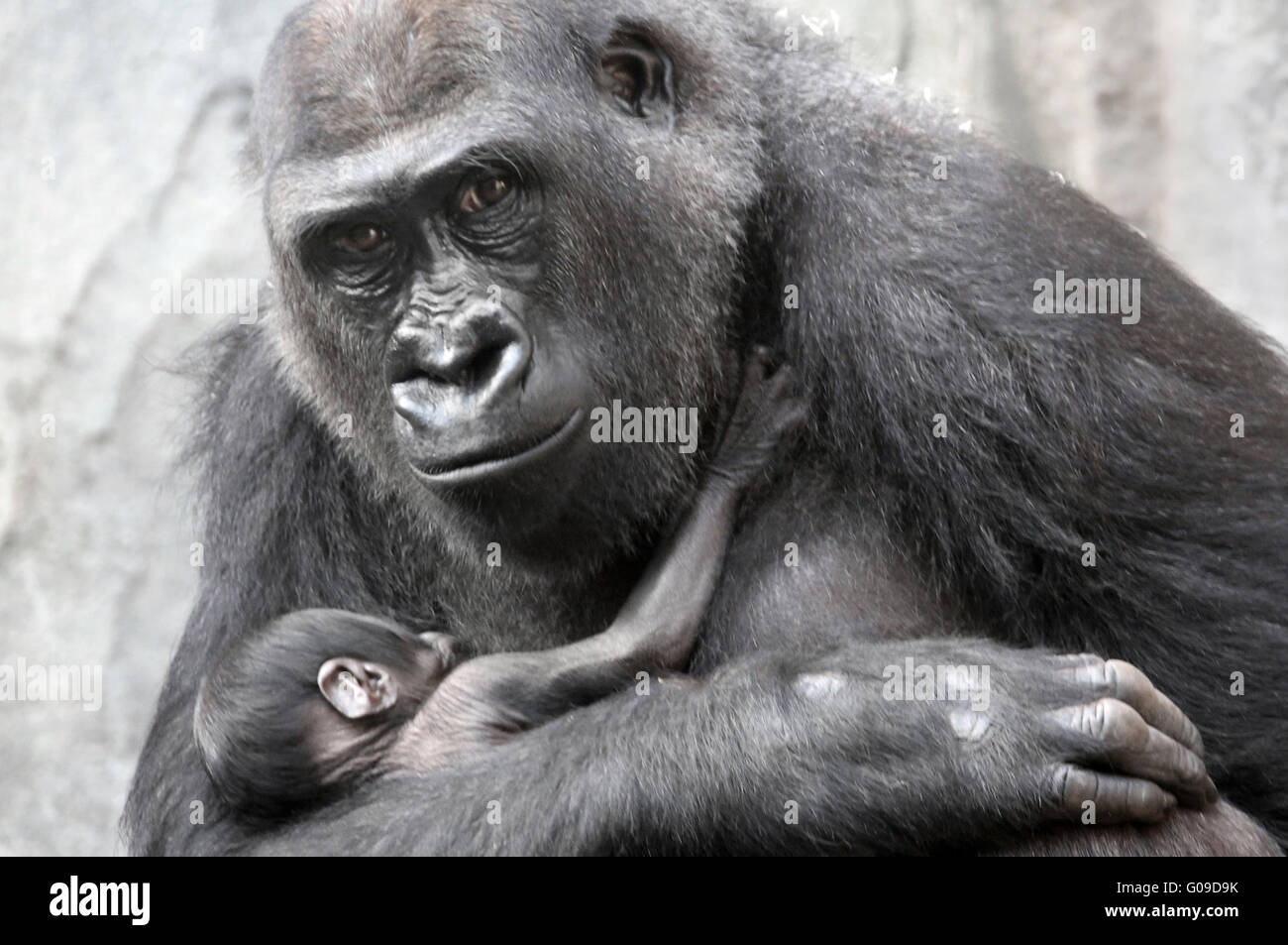 SHIRA et son bébé Banque D'Images