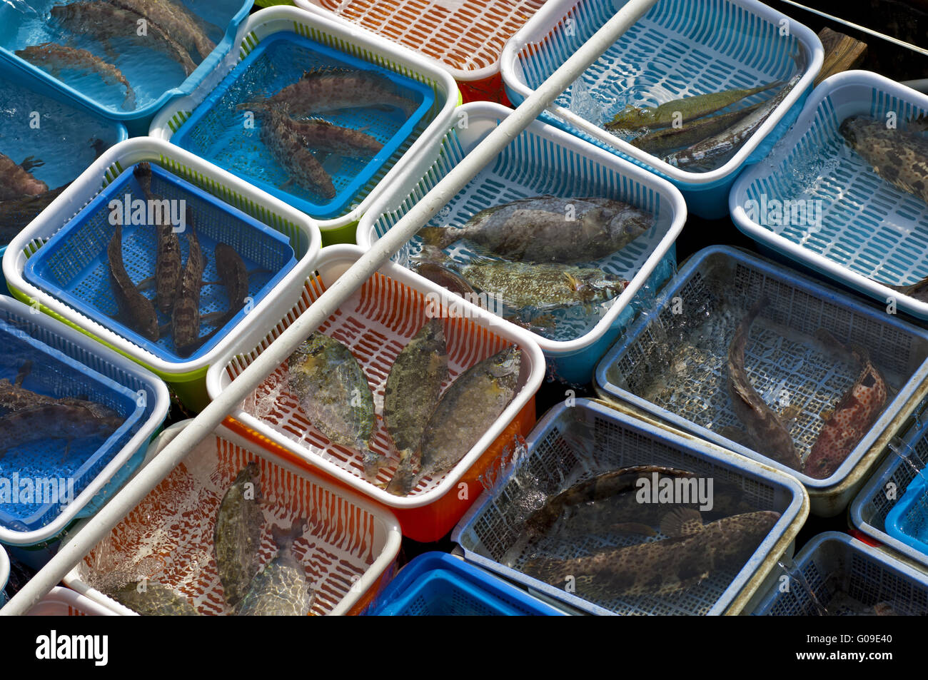 Bassins avec des poissons vivants et les animaux de la mer à vendre Banque D'Images