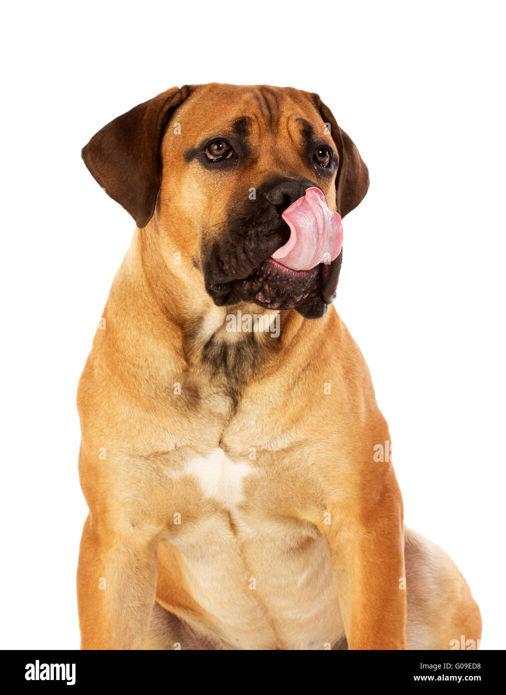 South African boerboel chiot posing in studio. Banque D'Images
