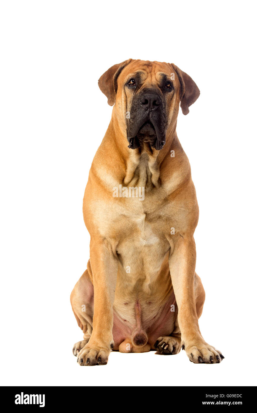 Race Rare South African boerboel posing in studio Banque D'Images