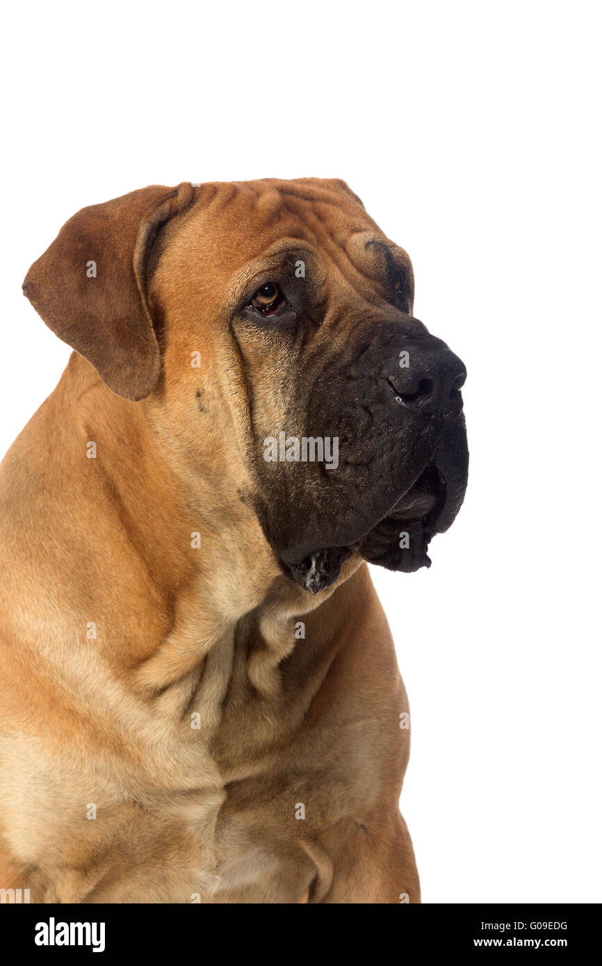 Race Rare South African boerboel posing in studio. Banque D'Images