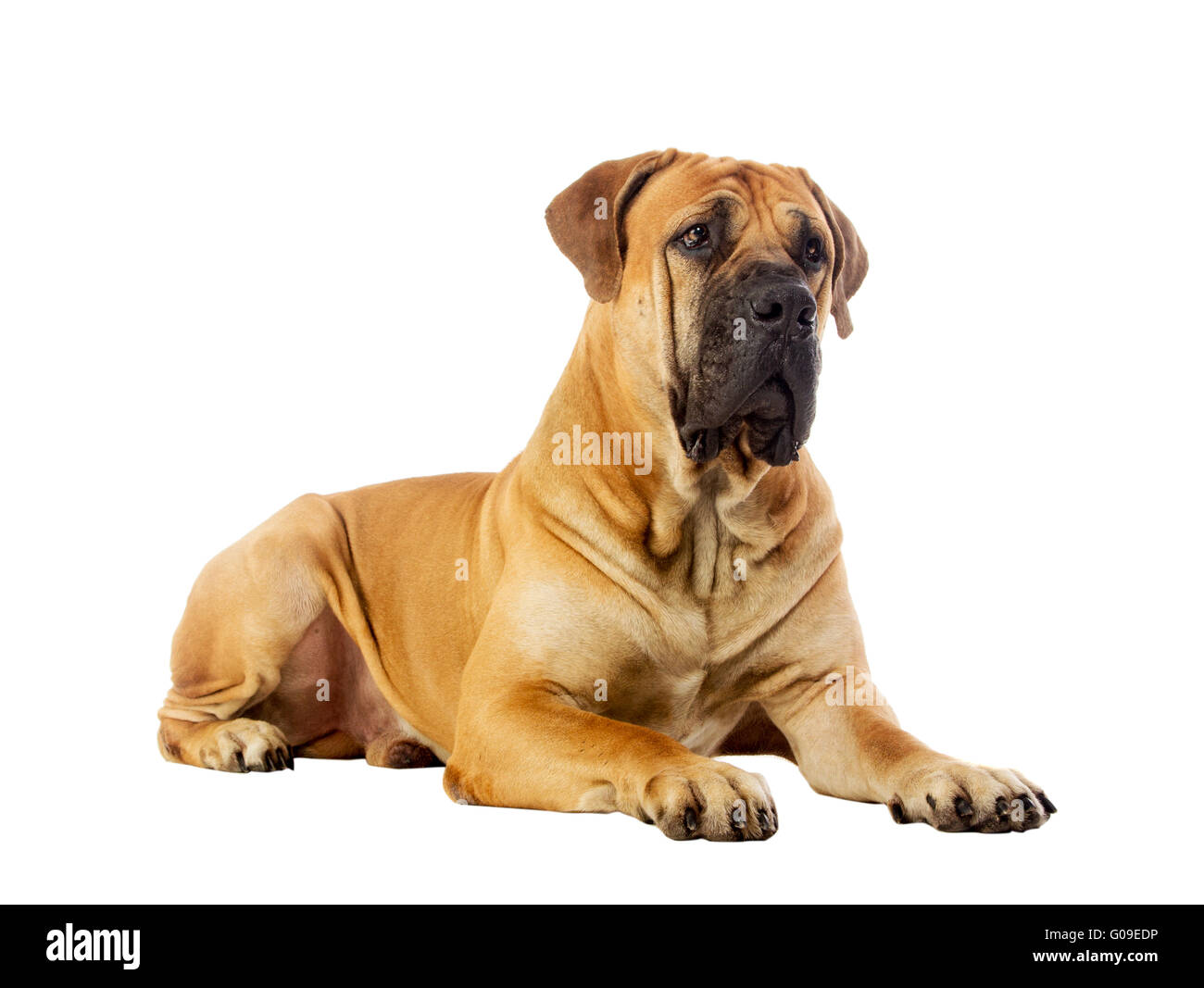 Race Rare South African boerboel posing in studio. Banque D'Images