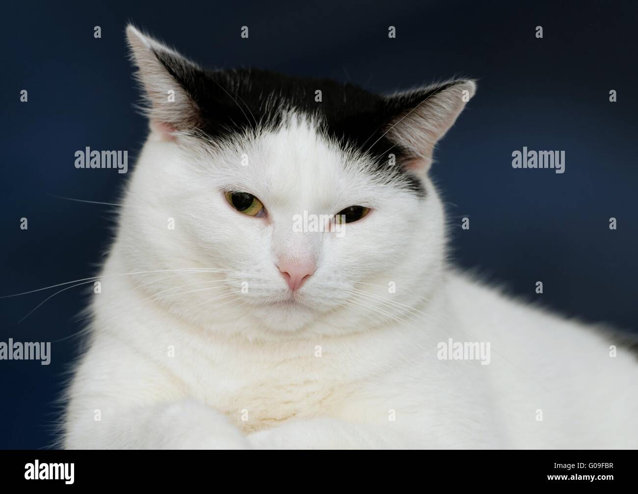 chat au repos Banque D'Images