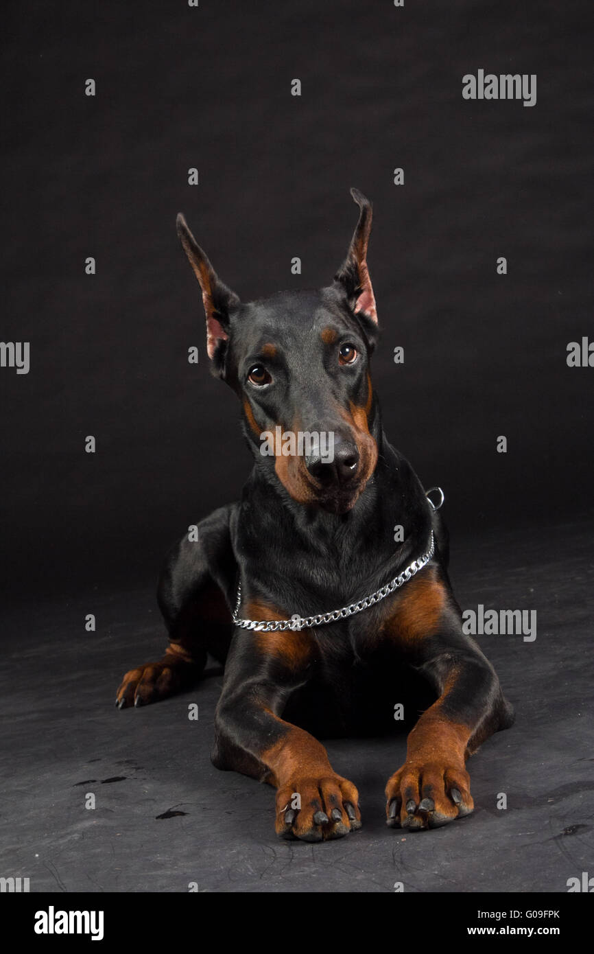 Dobermann portrait sur noir. Portrait de chien femelle. Banque D'Images