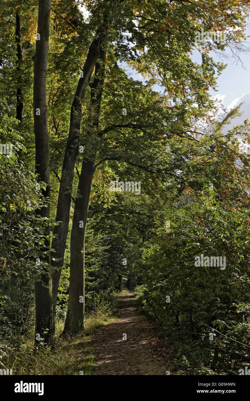 Piste en forêt avec des arbres en automne, Allemagne Banque D'Images