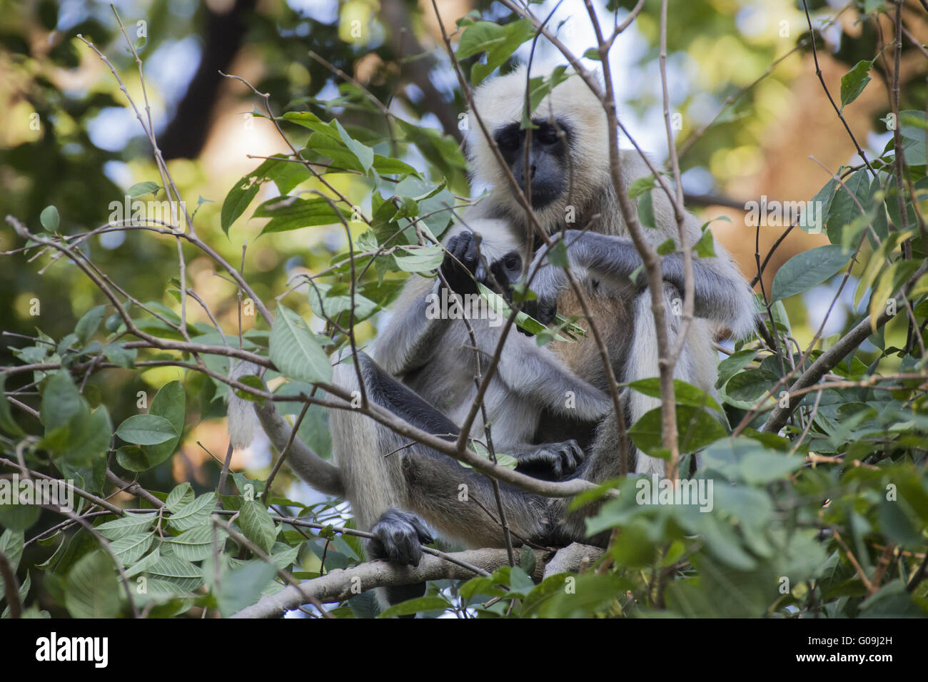 Gray langurs Hanuman, langurs, Inde du Nord Banque D'Images