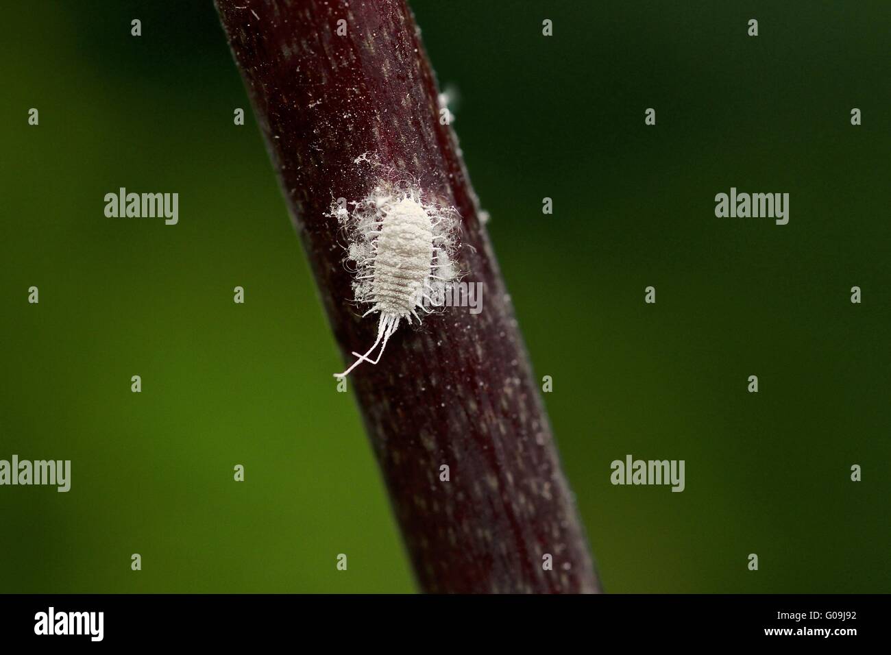 poux des orchidées Banque D'Images